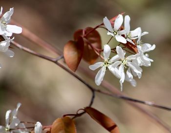 Close-up of cherry blossom