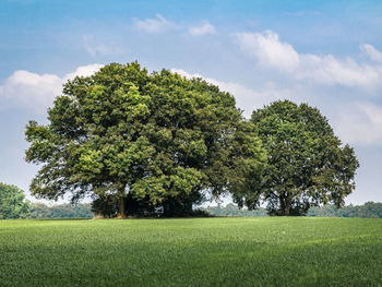 Scenic view of grassy field against sky