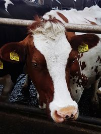 Portrait of cow