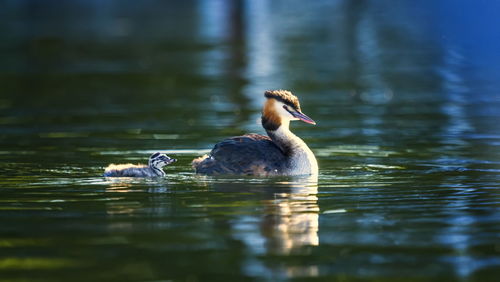 Ducks swimming in lake