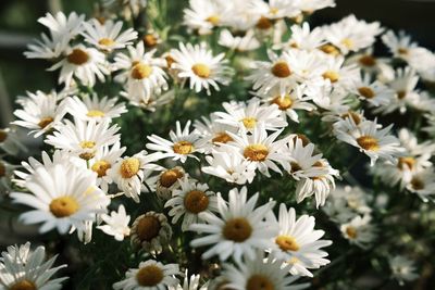 Close-up of white daisy flowers