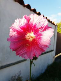 Close-up of pink flower blooming outdoors