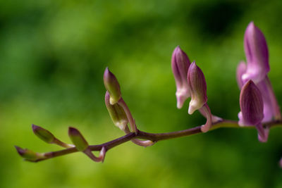 Close-up of flowering plant