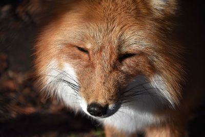 Close-up of a dog