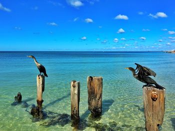 Cormorants on wooden posts against sky