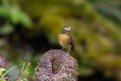 Close-up of bird perching on plant