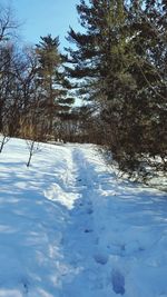 Frozen plants by trees against sky