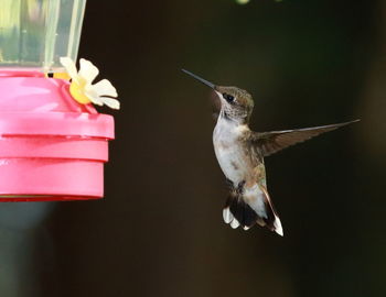 Close-up of bird flying