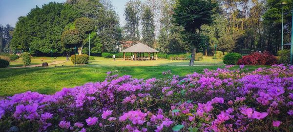 Scenic view of flowering trees on field