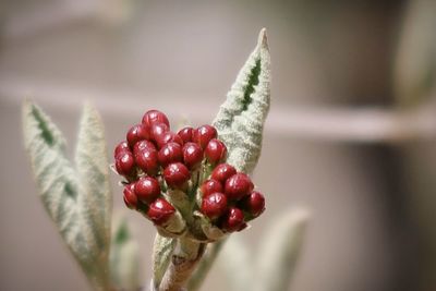 Budding flowers in spring