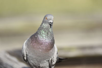 Close-up of pigeon perching