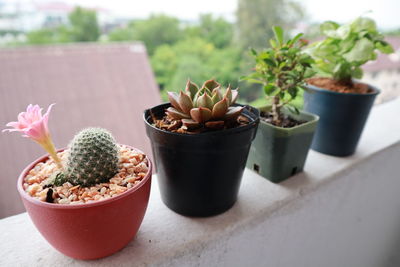 Close-up of potted plants on table