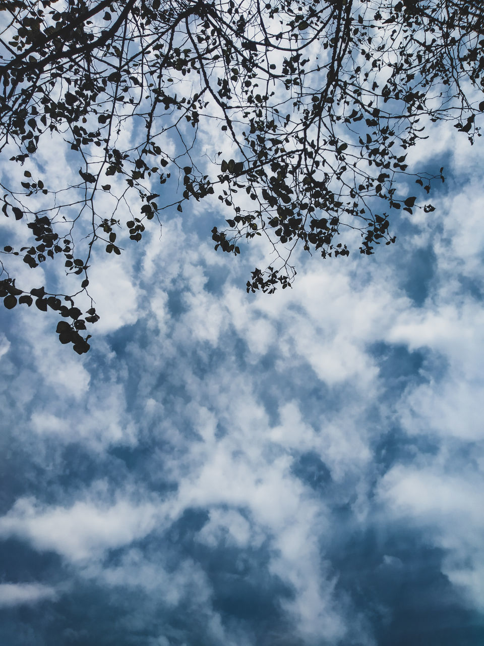 LOW ANGLE VIEW OF CHERRY TREE AGAINST BLUE SKY