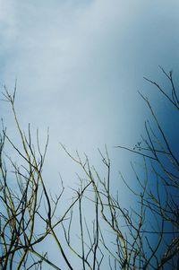 Low angle view of plants against sky