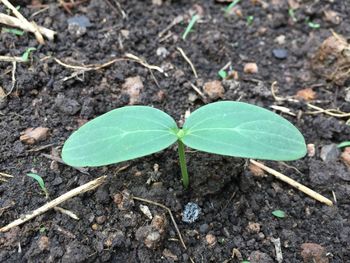 High angle view of plant growing outdoors