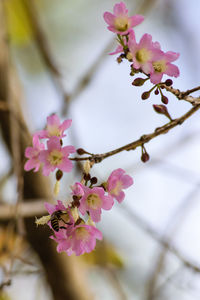 Close-up of pink cherry blossoms on tree