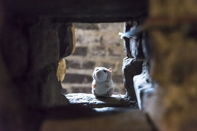 Close-up of toy on window