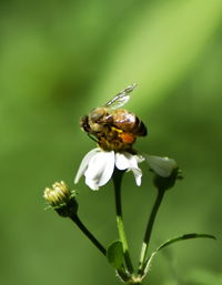 Close-up of insect pollinating on flower