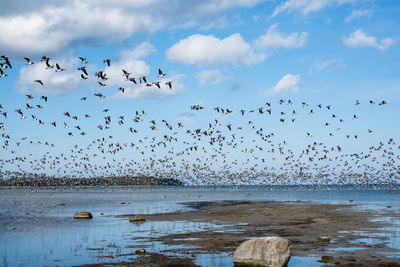 Birds flying over sea against sky