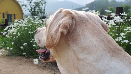 Close-up of a dog