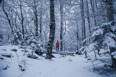 Snow covered land and trees in forest