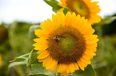 Close-up of bee on sunflower