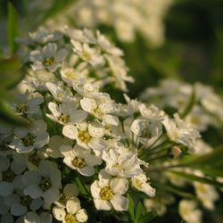 Close-up of white flowers