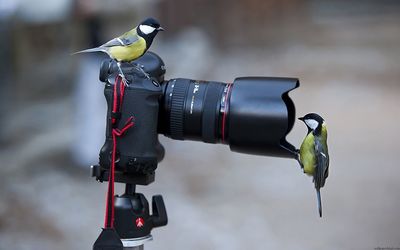 Birds perching on camera outdoors