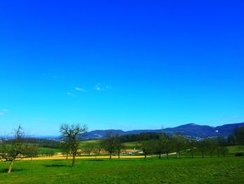 Scenic view of field against clear blue sky