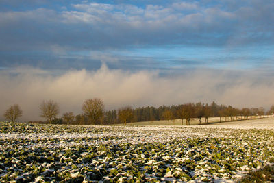Scenic view of field against sky