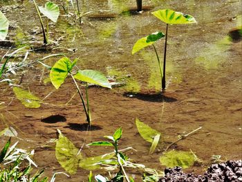 Close-up of water lily pads in park