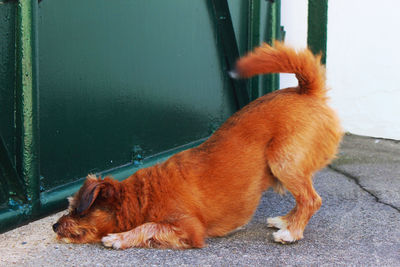 Side view of a dog looking away