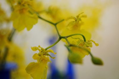 Close-up of yellow flower