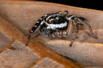 Close-up of spider