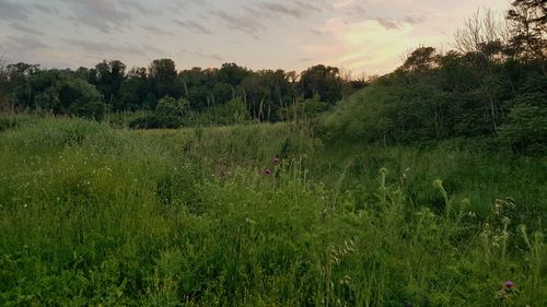 Scenic view of grassy field against sky during sunset