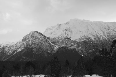 Low angle view of trees against sky during winter