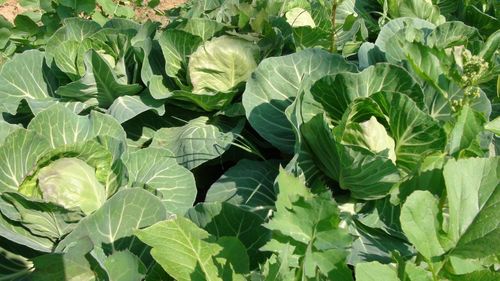 High angle view of leaves in field