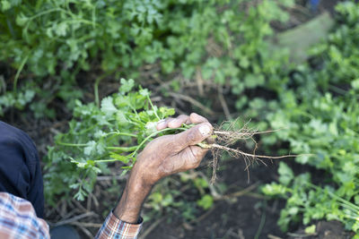 Midsection of man holding plant