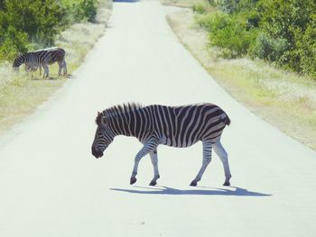 Zebra walking on road