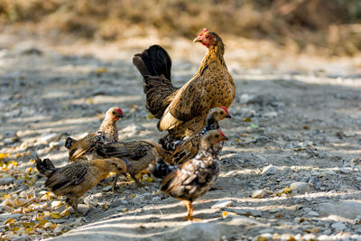 Pigeons on a land