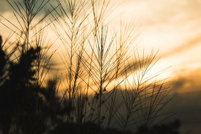 Close-up of silhouette plants on field against sunset sky