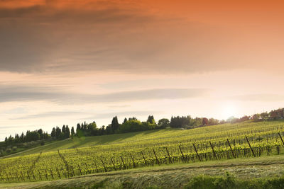 Scenic view of agricultural field against sky during sunset