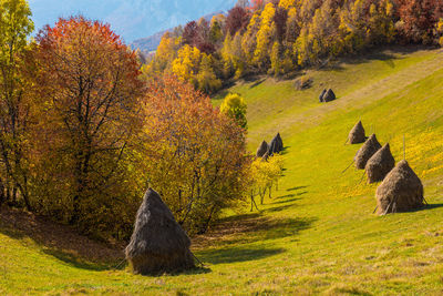 Trees on rocks in forest during autumn