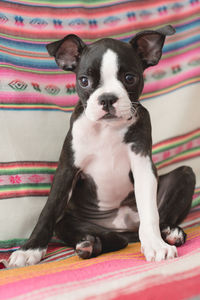 Portrait of dog sitting against textile