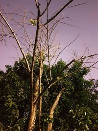 Low angle view of tree against sky