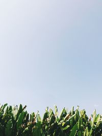Low angle view of tall plants against clear sky