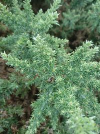 High angle view of pine tree