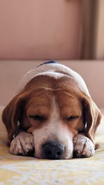 Beagle sleep time