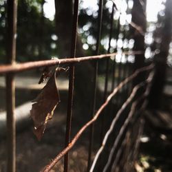 Close-up of leaf hanging on tree