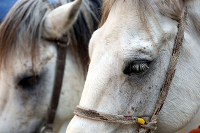 Close-up of horse in ranch